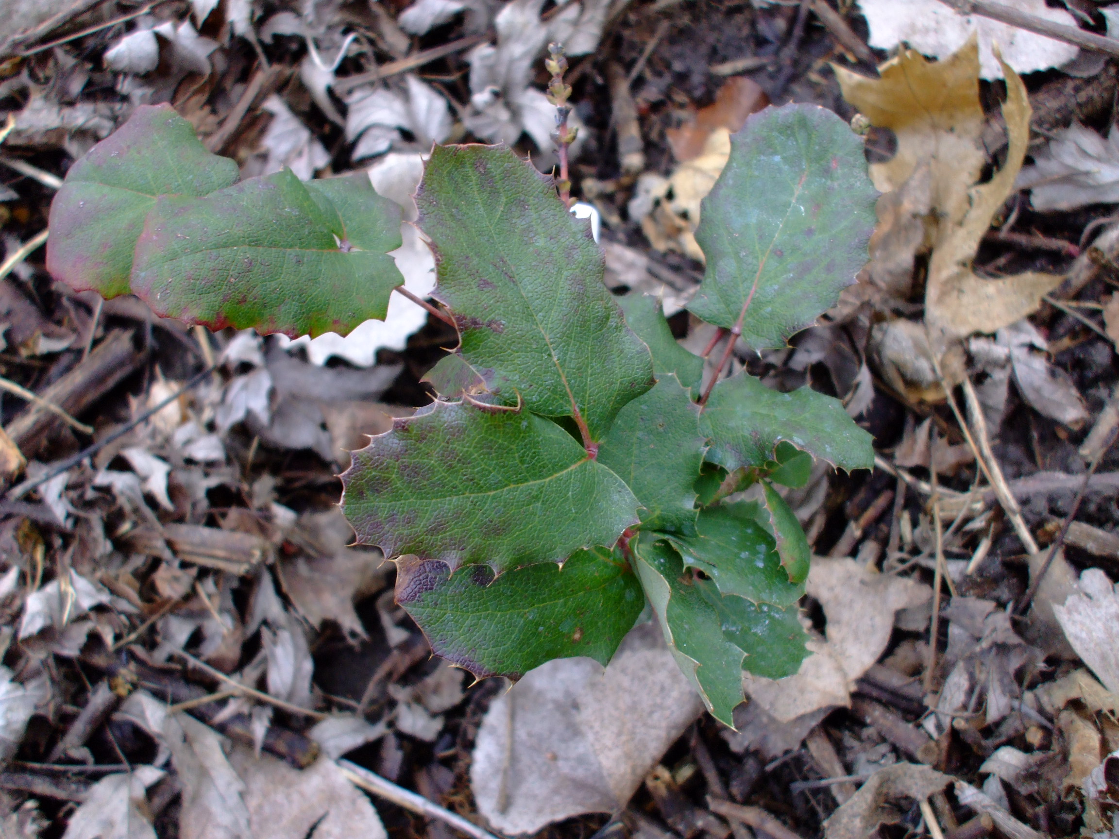 Mahonia repens